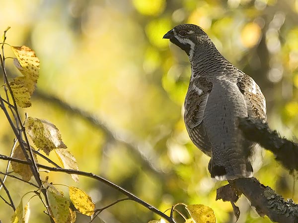 Pyy, Hazel Grouse, Tetrastes bonasia
